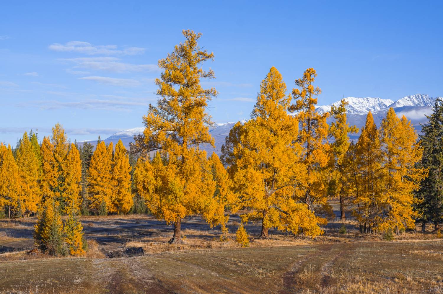 россия, горный алтай,осень,утро, лиственницы, Андрей Поляков