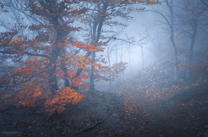 крым, демерджи, туман, осень, горы Тропа в тумане фото превью