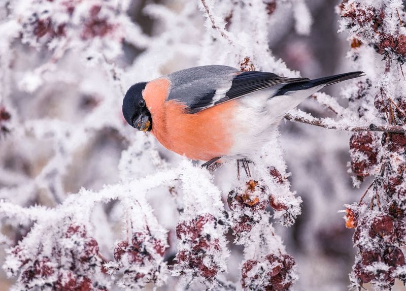 птица, снегирь, самец, зима, Снегирь.(3 ФОТО) фото превью