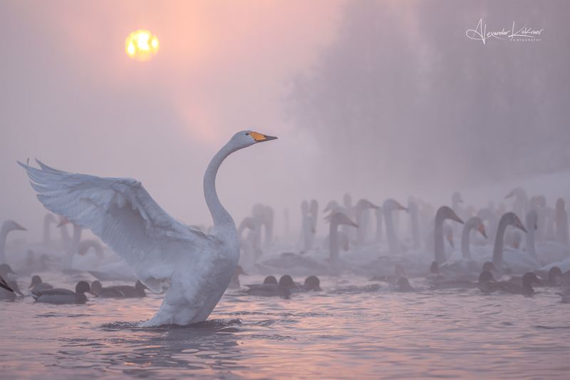 Алтайское утро... фото превью