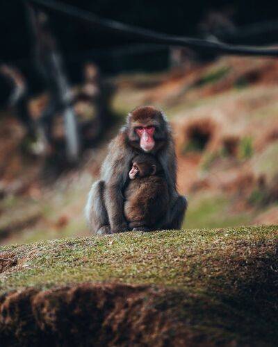 Cute monkeys