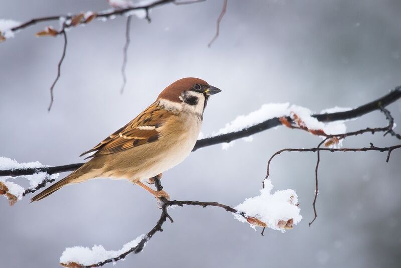 Sparrow фото превью