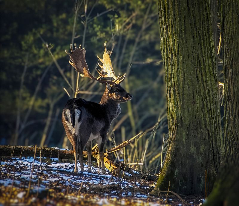 В лесу. фото превью
