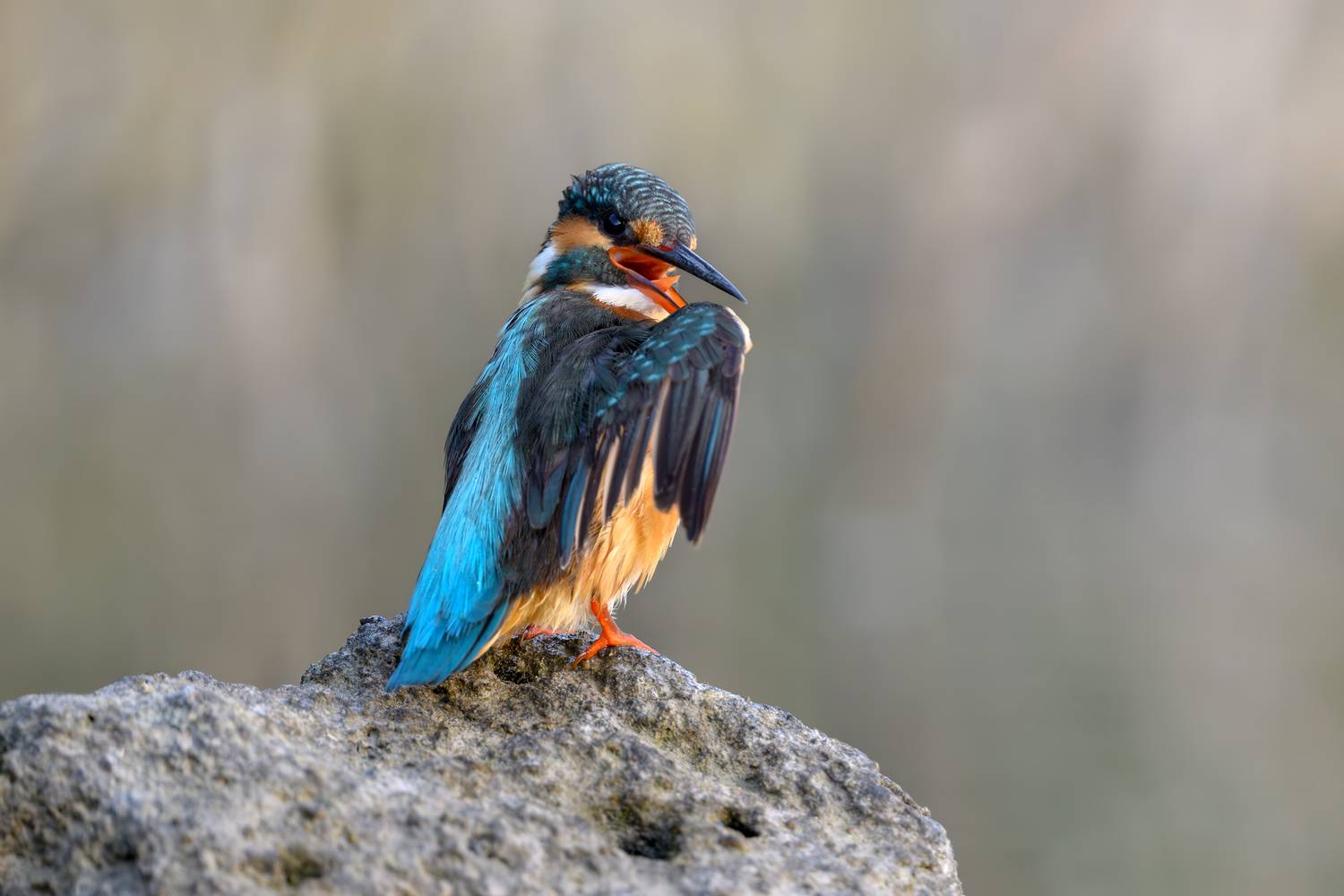 птица, фотоохота, зимородок, природа, фауна, Vladimir Kulikov