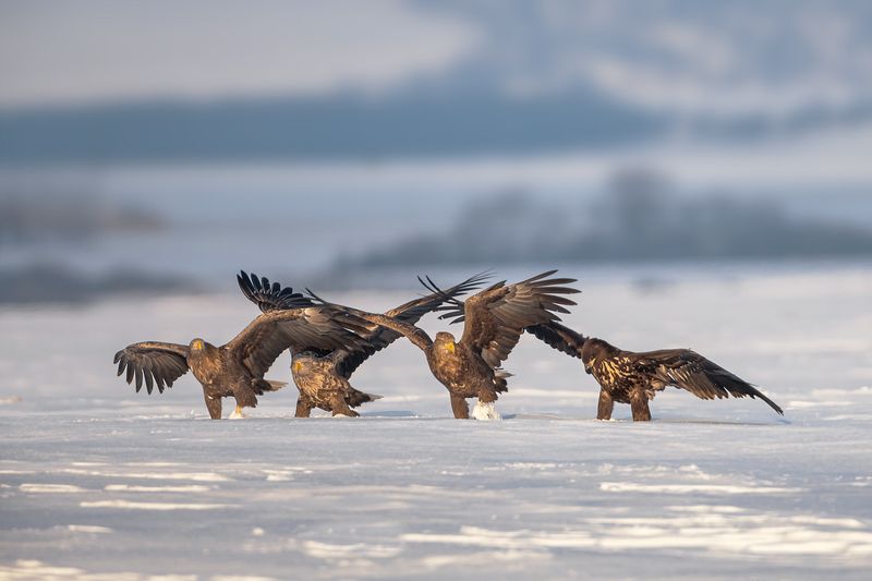 Три мушкетера фото превью