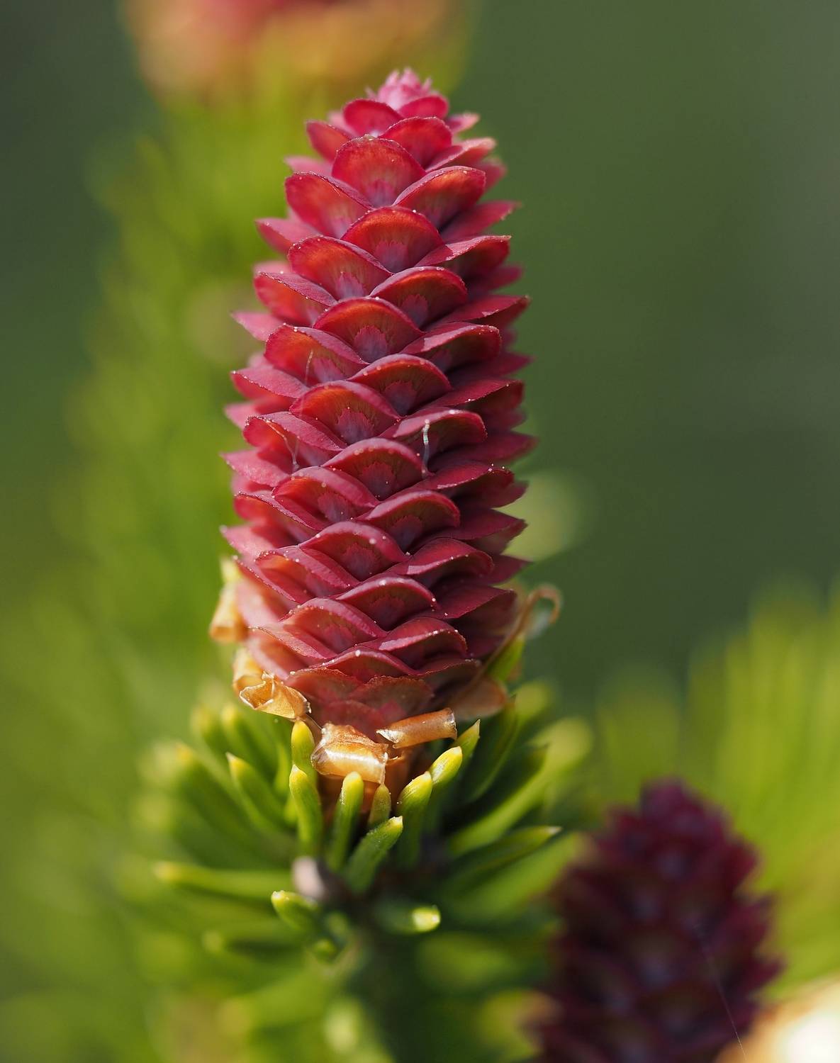 , Яковлев Евгений