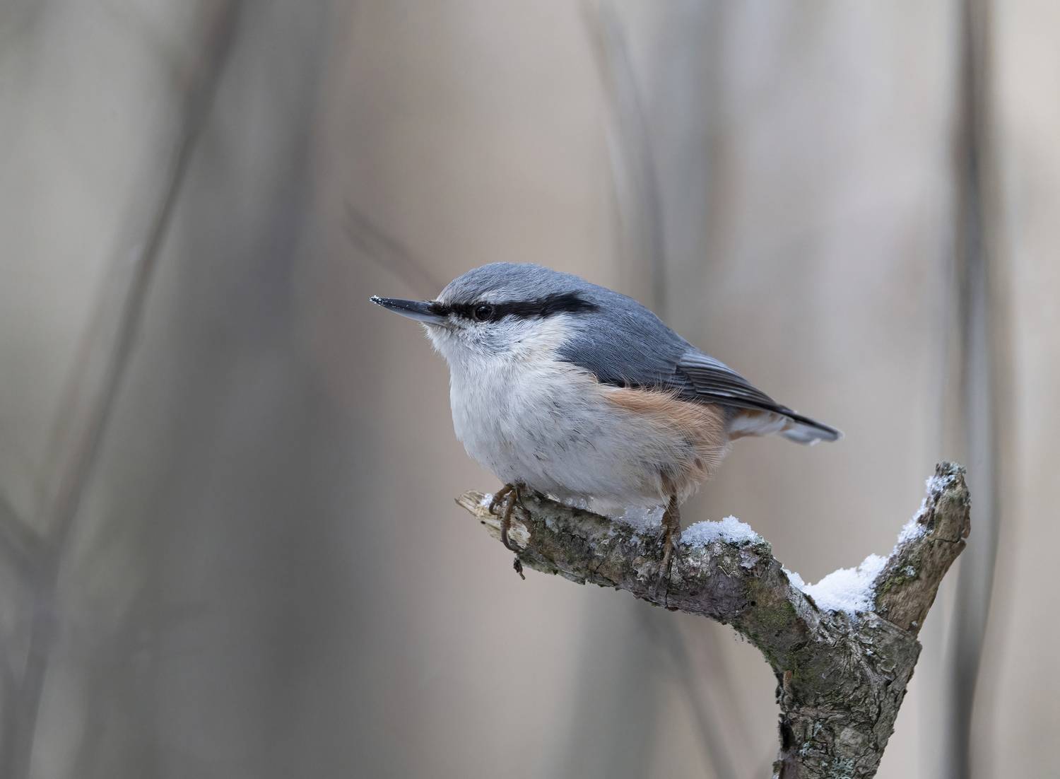 птицы,природа, зима, Андрей Киселёв