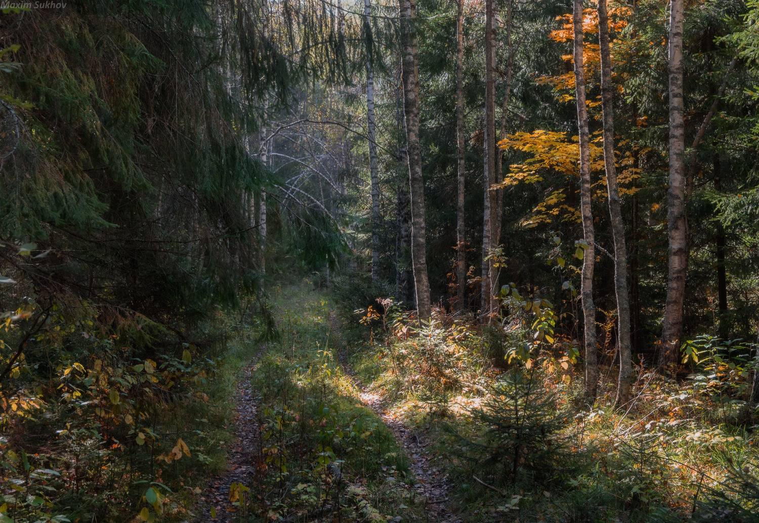 Лес, осень, дорога, лесная дорога, листья, ели, Максим Сухов
