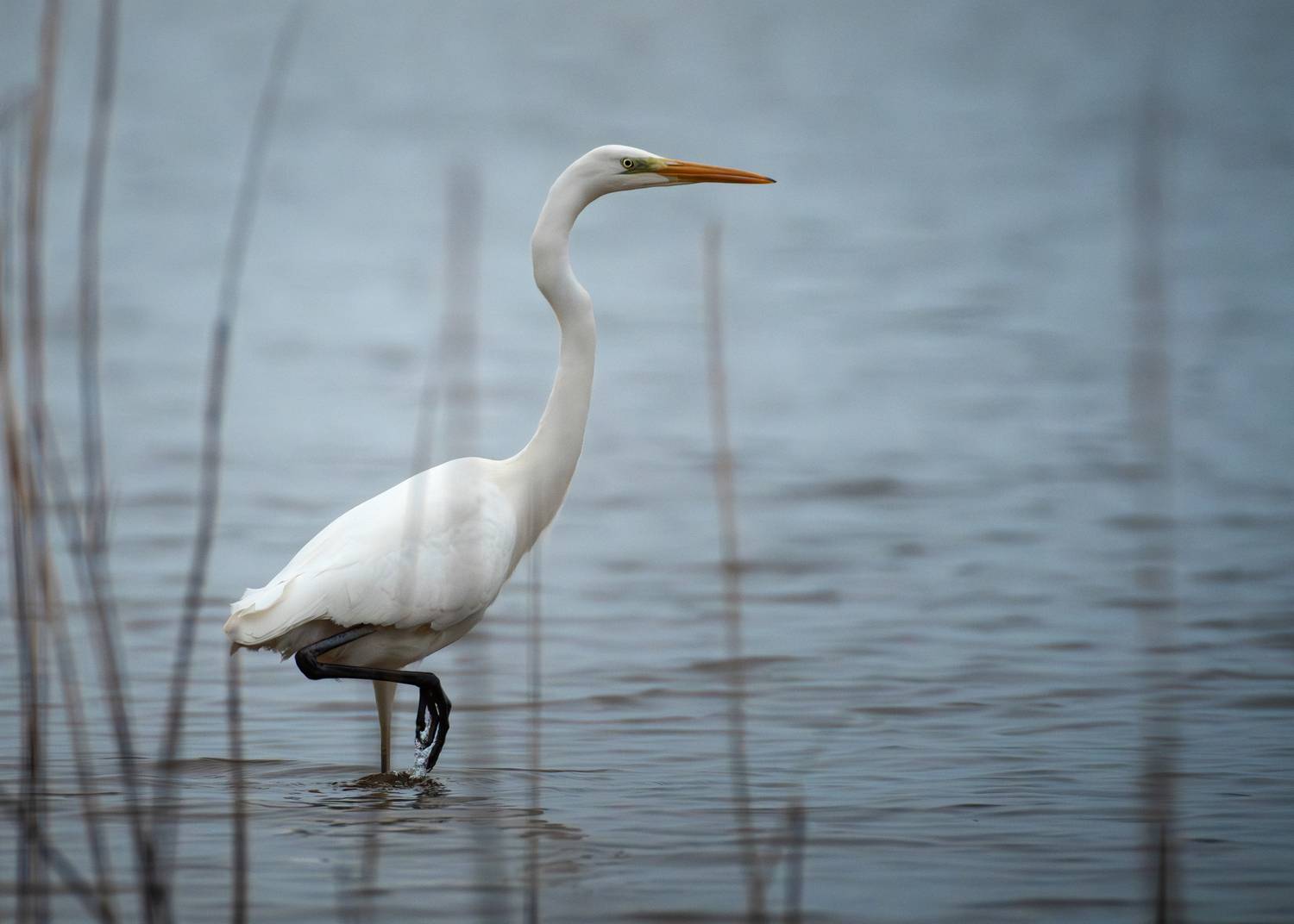 большая белая цапля, great egret, Ardea alba, heron, водоплавающая птица, wildlife, birdwatching, nature, bird photography, Полина Шальнева