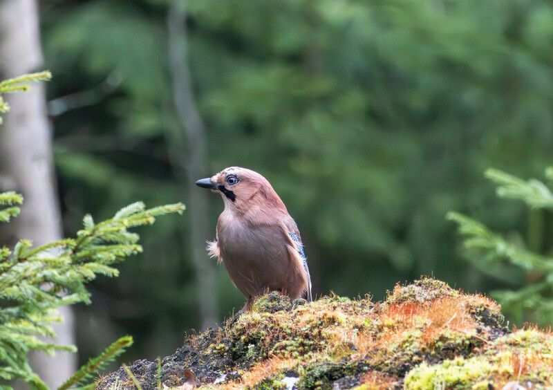 Сойка фото превью