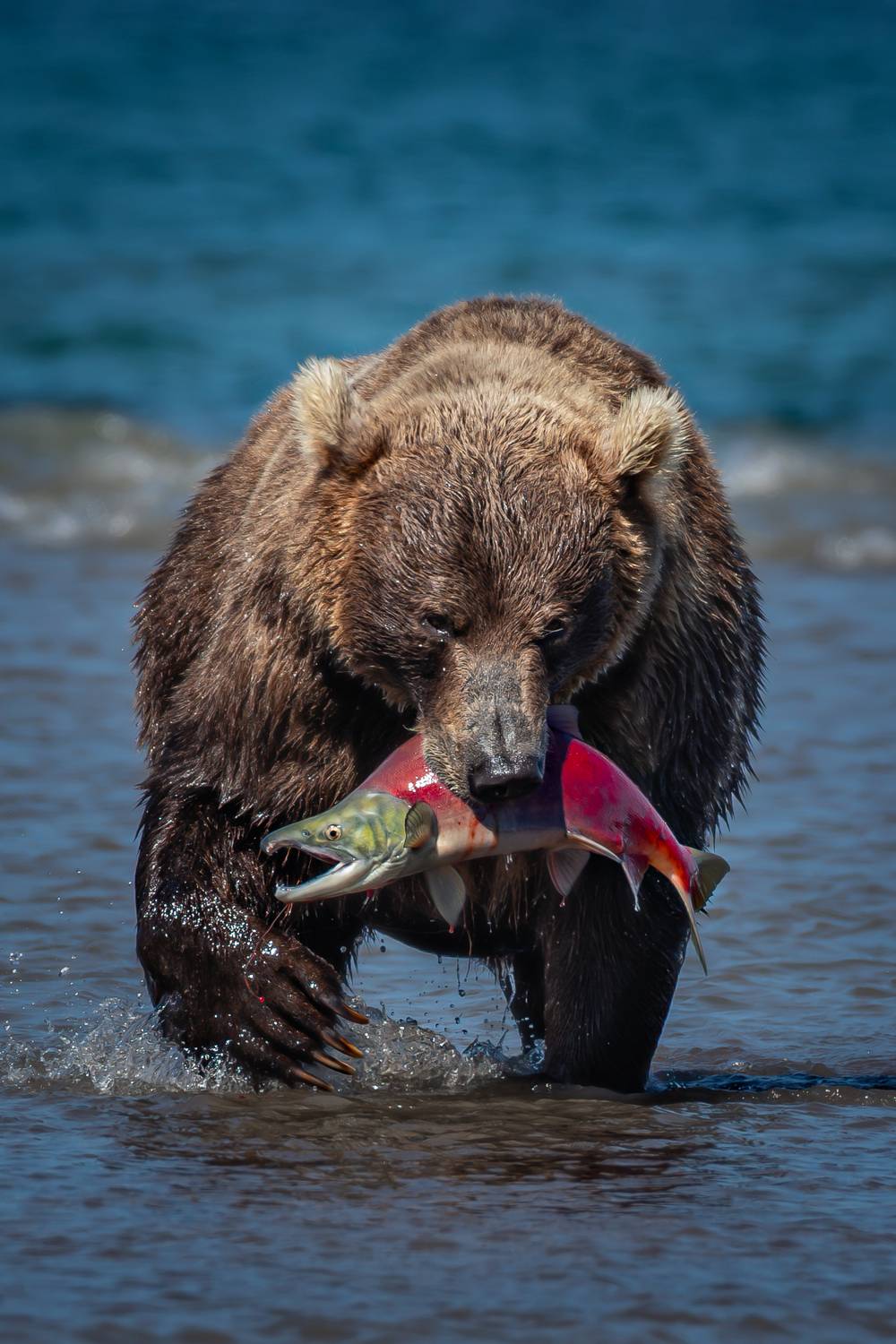 Камчатка, Денис Будьков