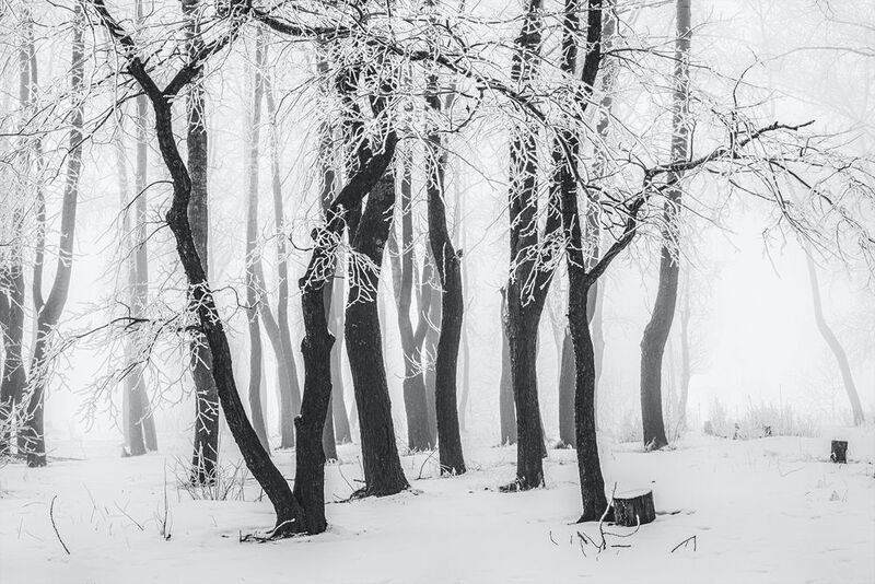 зима деревья иней снег туман Застыли в инее деревья фото превью