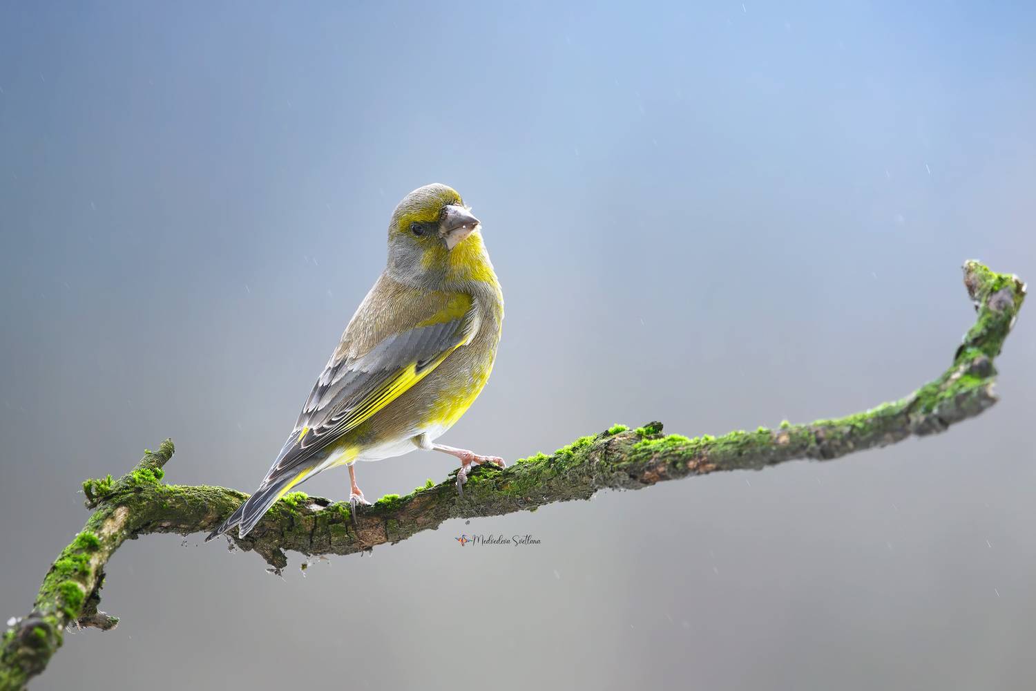 фотоохота, птица, зима, зеленушка, Медведева Светлана