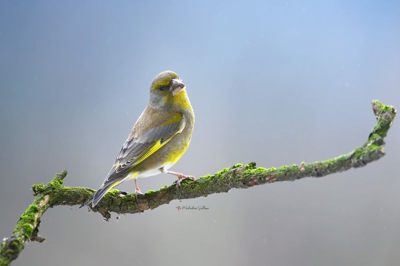 фотоохота, птица, зима, зеленушка Зеленушка. фото превью