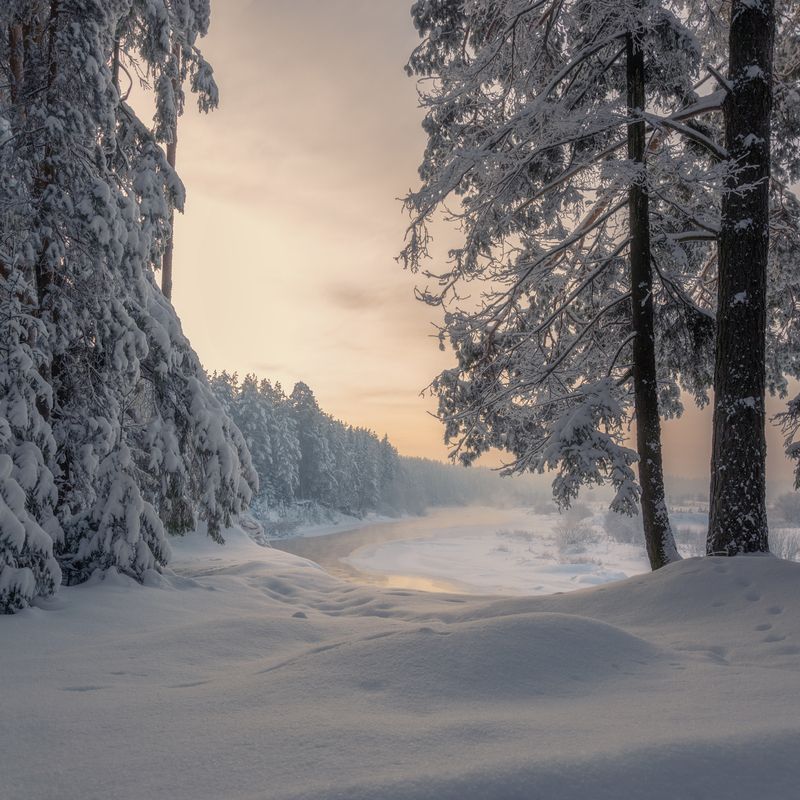 Тишина декабрьского леса фото превью