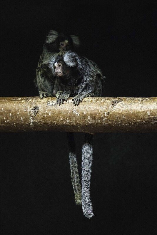 Common marmosets фото превью