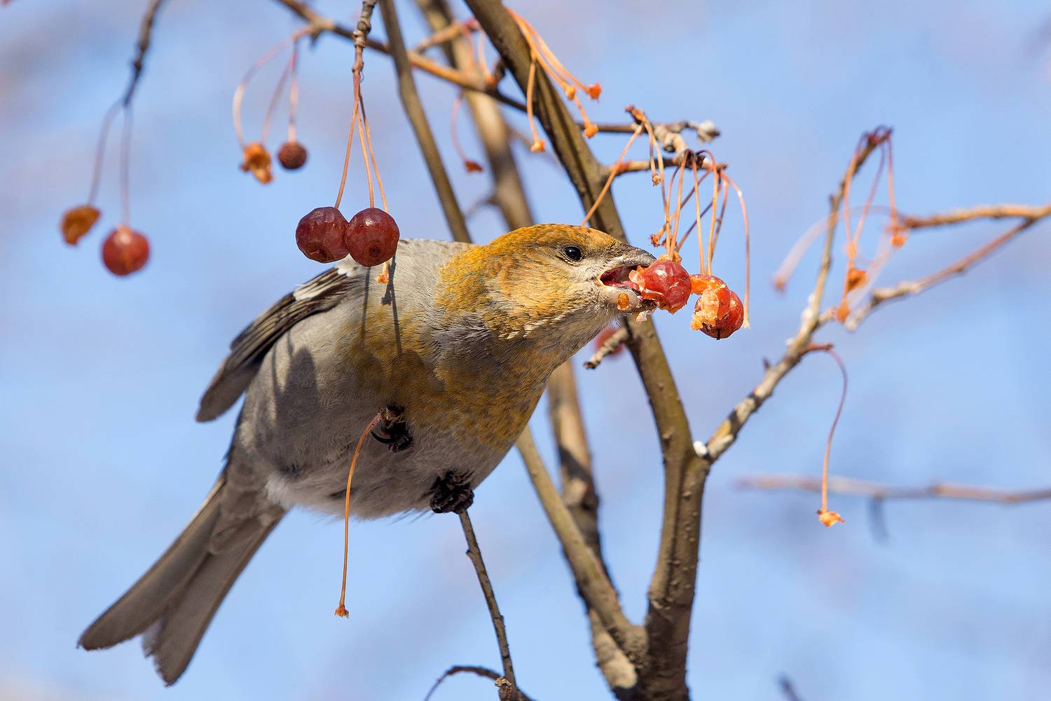 , Сосновских Вячеслав