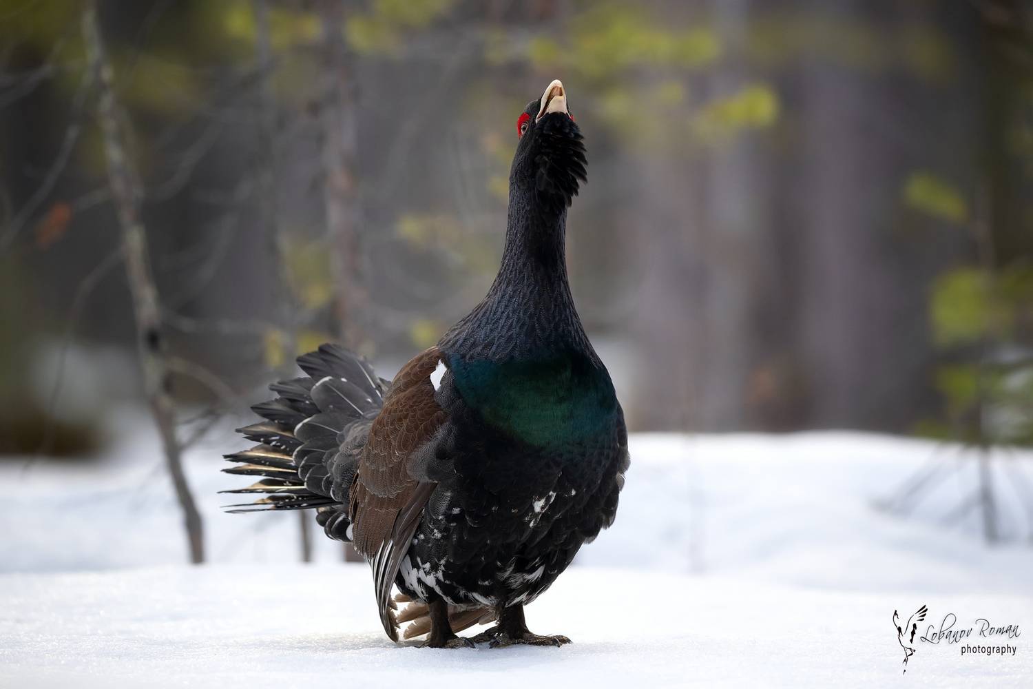 , Лобанов Роман