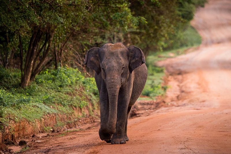 слон, утро, Шри-Ланка утренняя прогулка фото превью