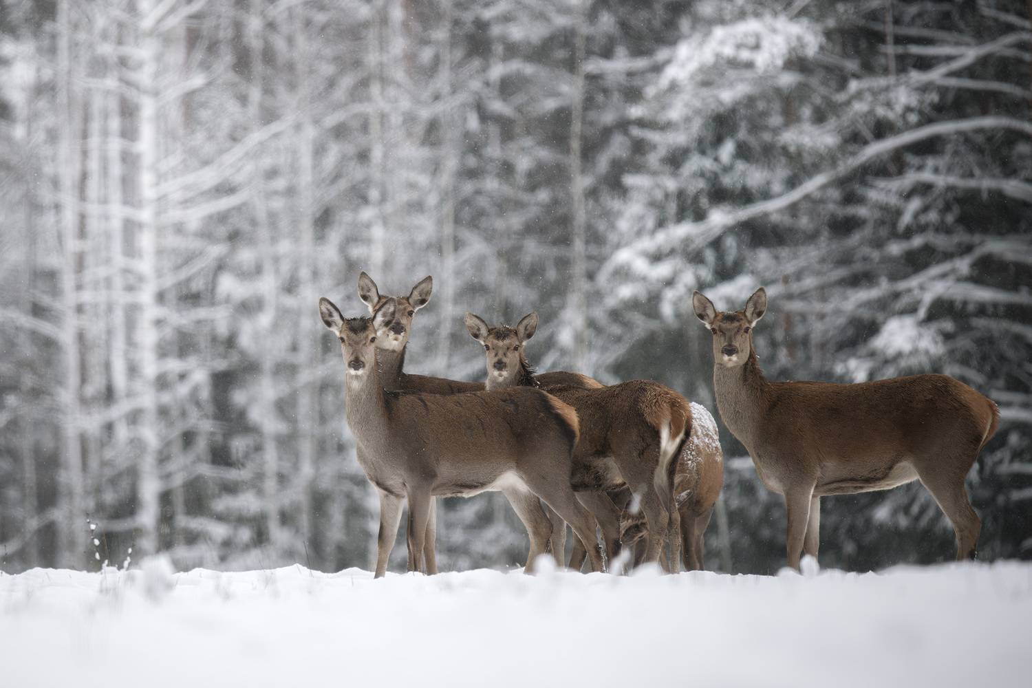 животные, олень, благородный олень, зима, лес, фотоохота, взгляд, wildlife, animals, nature, deer, Михаил Ездаков