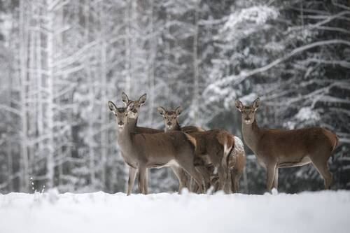 Благородные олени и снежный бор