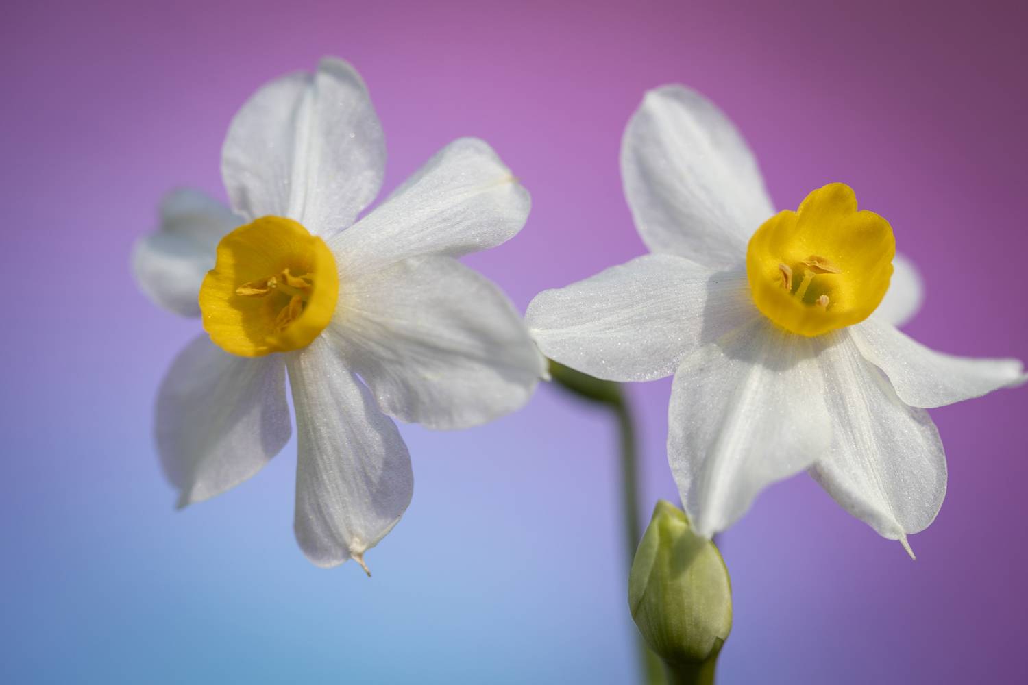 macro, flowers, plants, nature, spring, red, grass, Nikolay Tatarchuk