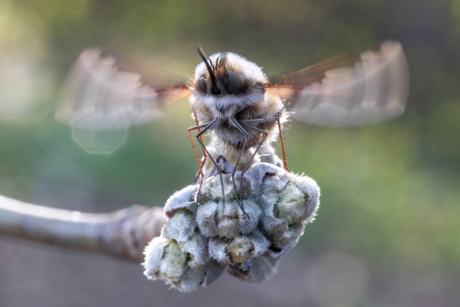 , Кузнецов Дмитрий