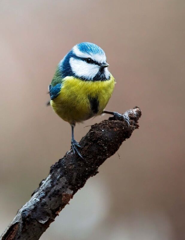 Лесная жемчужина фото превью