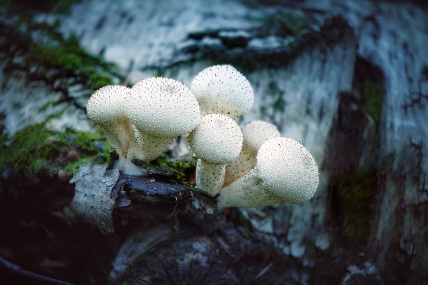 грибы, лес, Валерий Вождаев