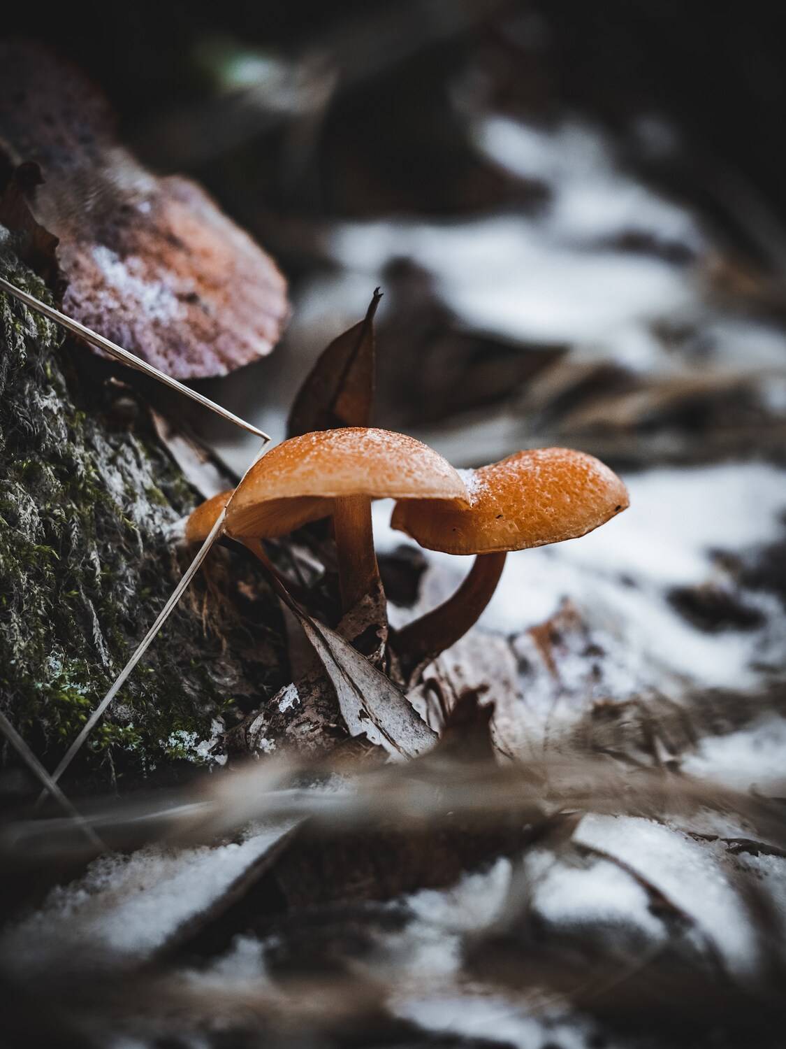 , Сергей Белокуров