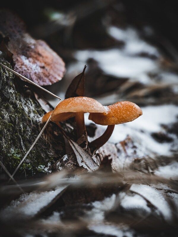 Грибы в декабре фото превью