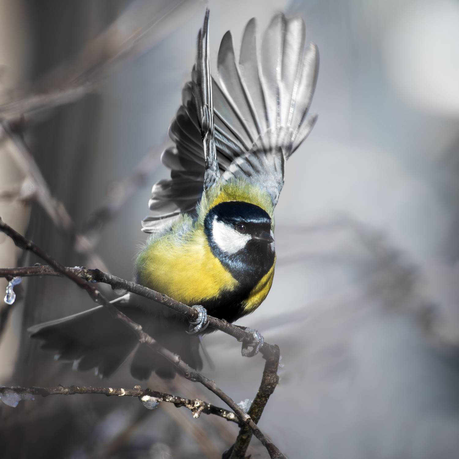 wildlife, birdwatching, nature, bird photography, Полина Шальнева