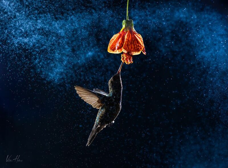 Flight in the dark фото превью