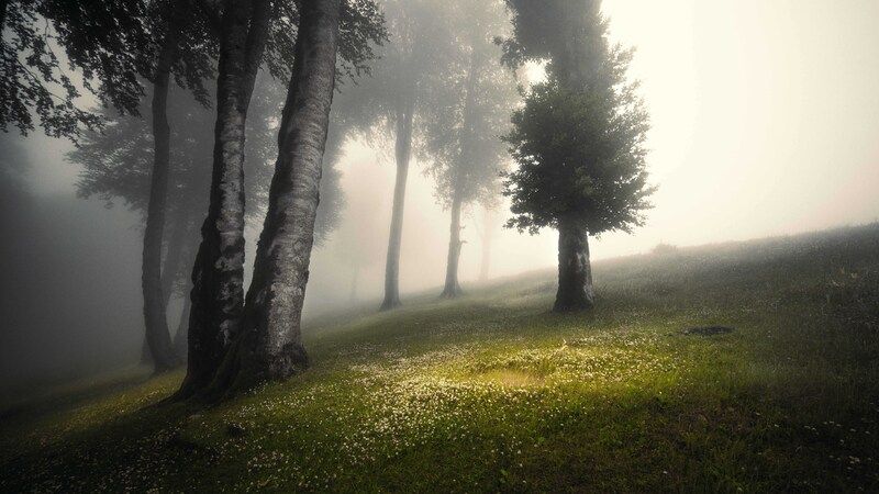 Forest in the fog фото превью