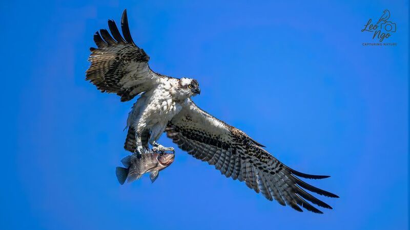 Osprey (Pandion haliaetus). фото превью