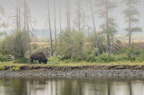 Foggy day on the yellowstone river