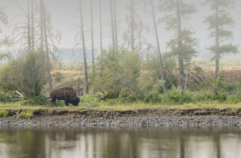 bison, yellowstone, river, fog Foggy day on the yellowstone river фото превью