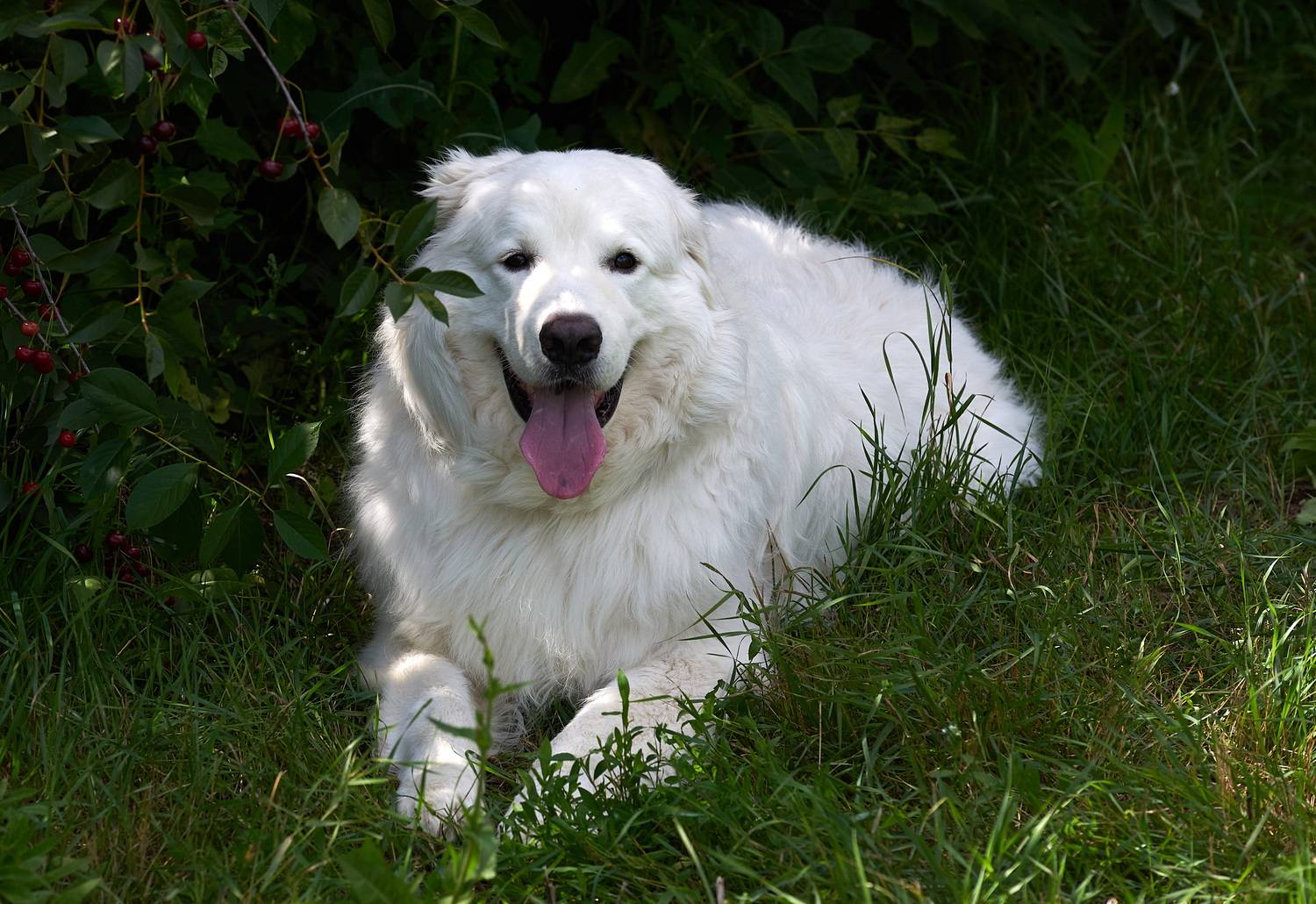 , Владимир Краснов