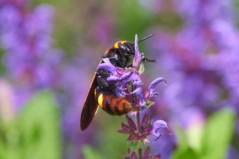 сколия, сколия пятнистая, сколия гигант,  Сколия гигант фото превью