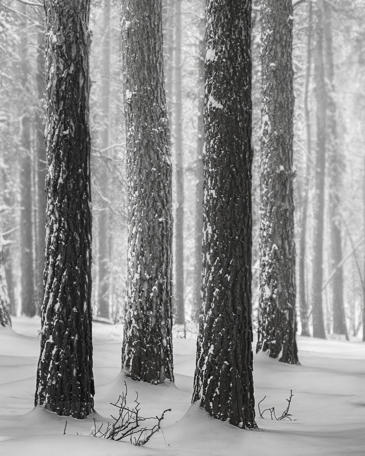 зима, лес, пейзаж, монохром, черно-белый пейзаж, туман, снег, Толстоноженко Илья