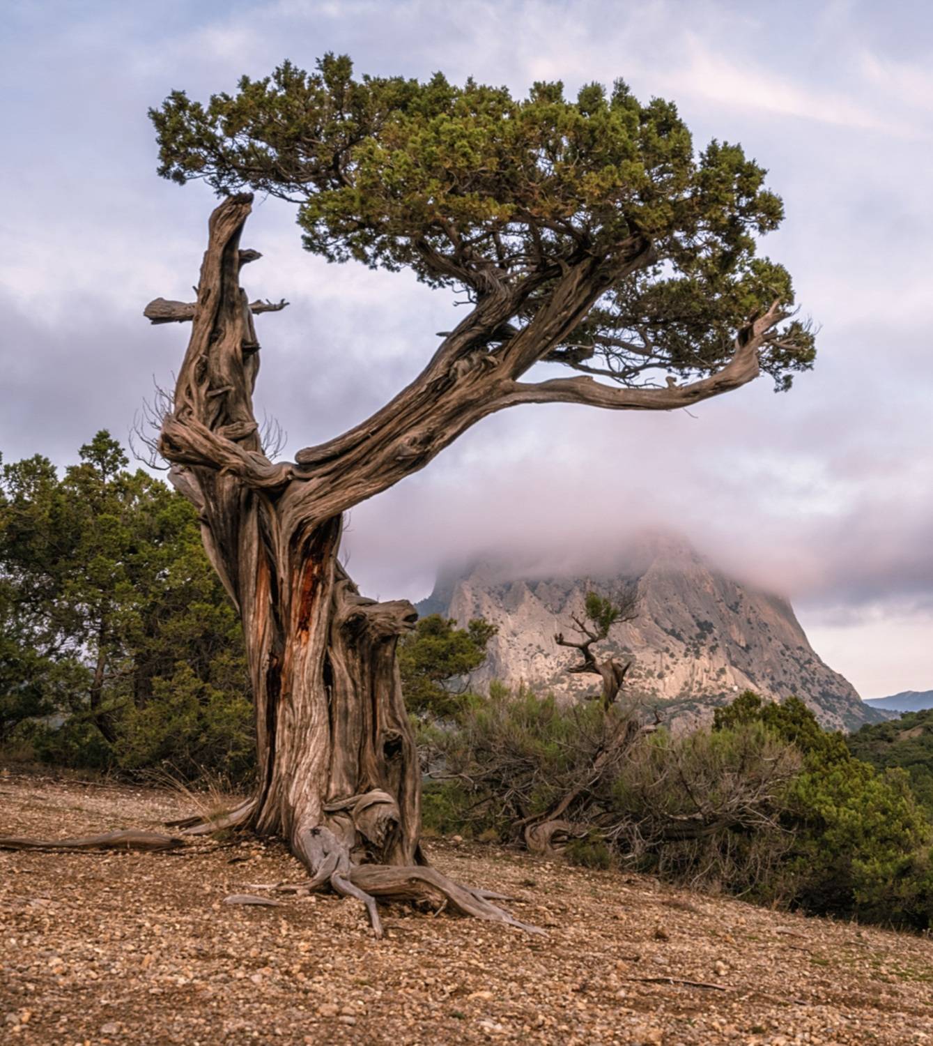 крым, новый свет, можжевеловая роща, вечер, декабрь, Мысливцев Николай
