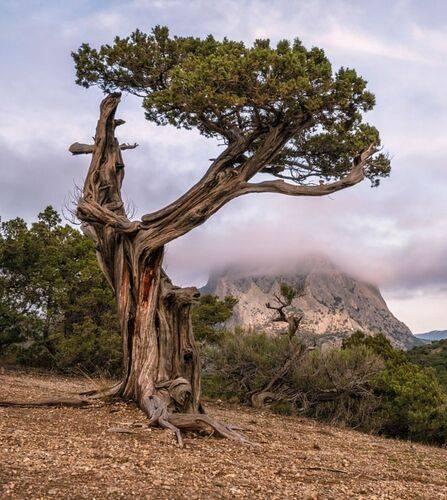 Выражающий почтительность