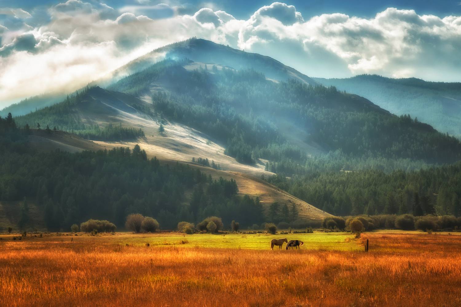 горный алтай, степь самаха, конец августа, утро,туман, лошадки, Lora Pavlova