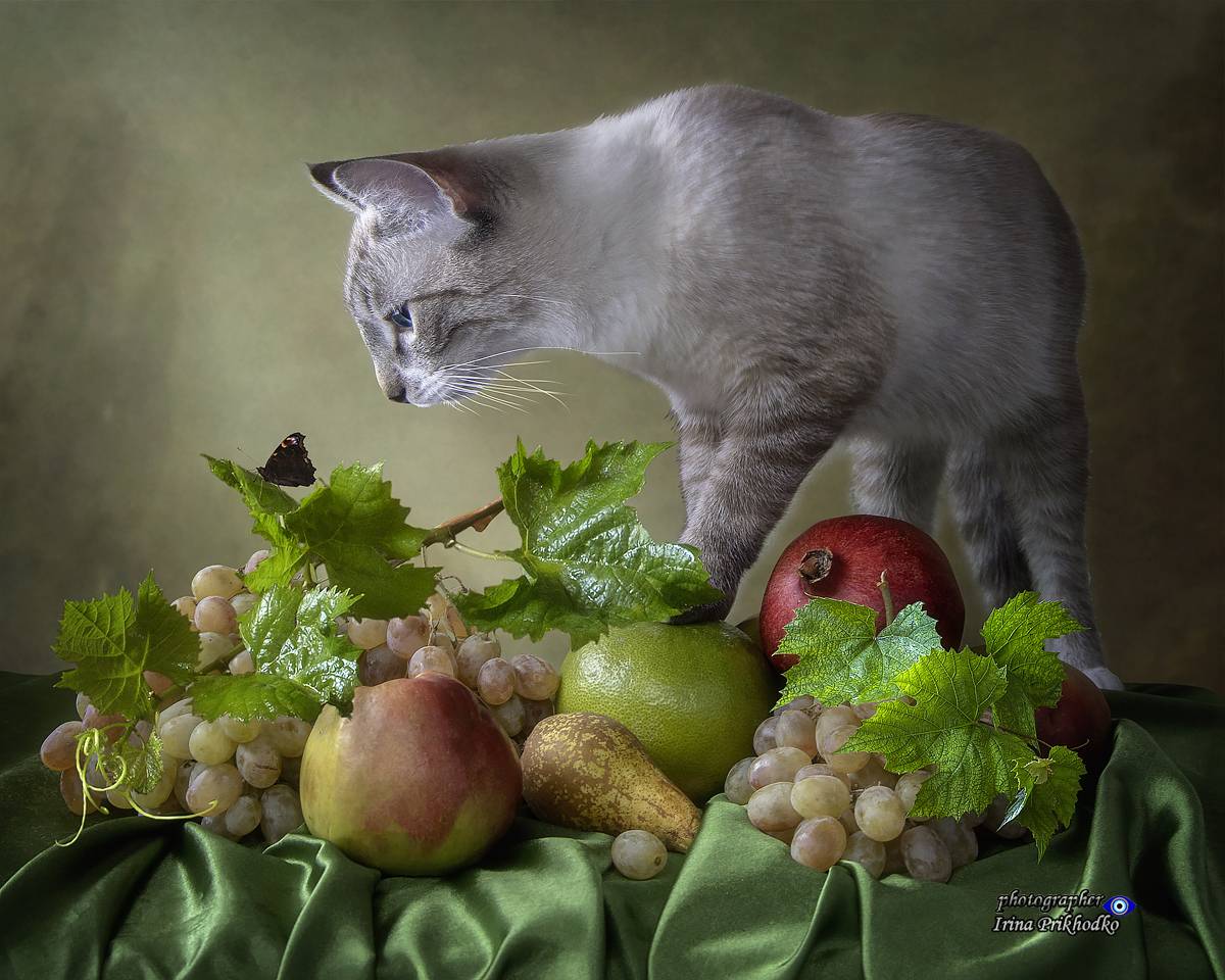фрукты, натюрморт, любопытный котик,, Приходько Ирина