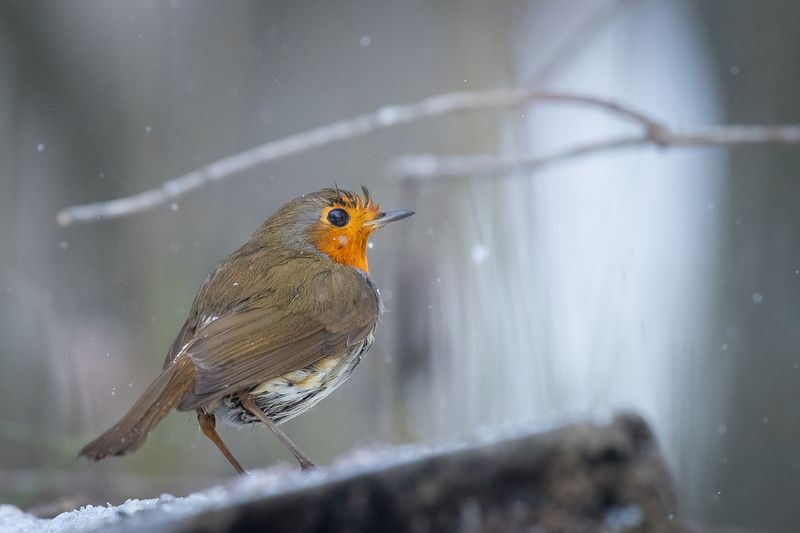 Robin фото превью
