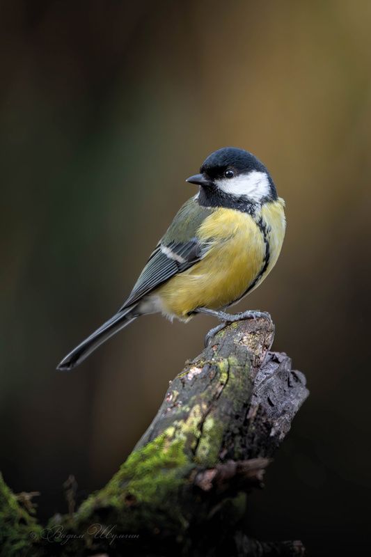 синица, лазоревка Синички-сестрички фото превью