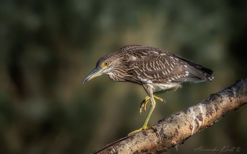 цапля, кваква, nycticorax nycticorax Гулёна фото превью