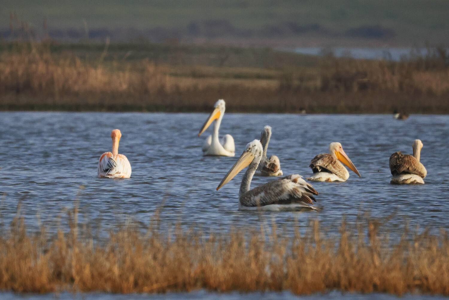 пеликаны,озеро аджи папас,дагестан,, Magov Marat