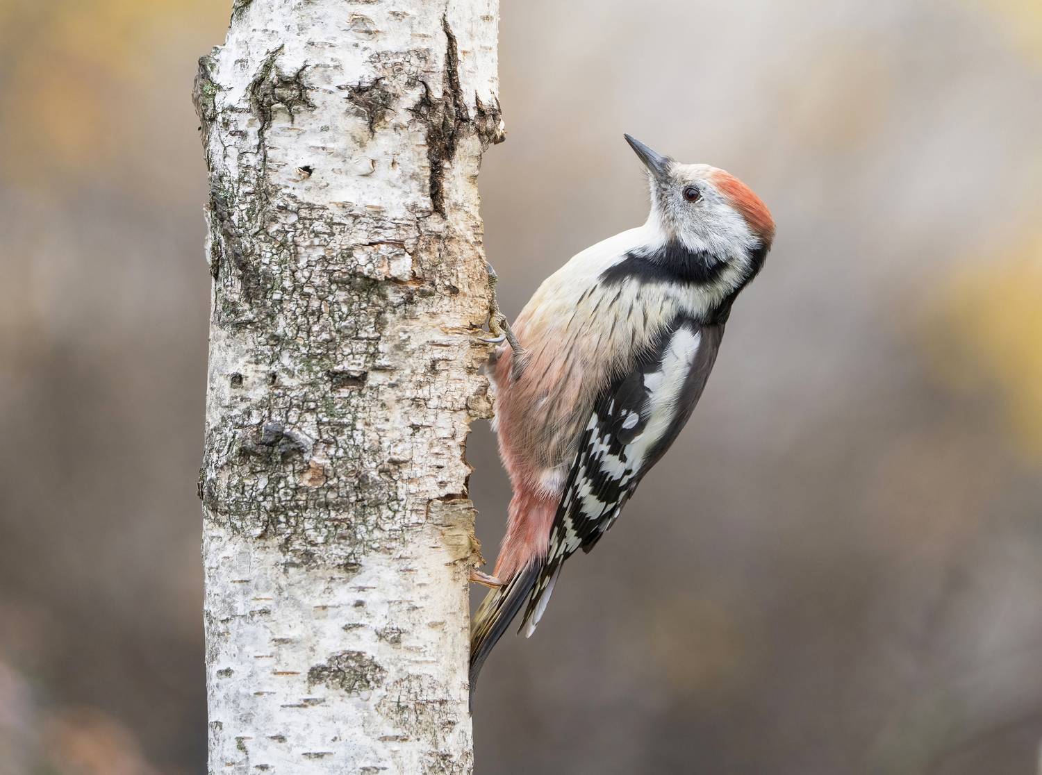 птицы,природа, осень, Андрей Киселёв