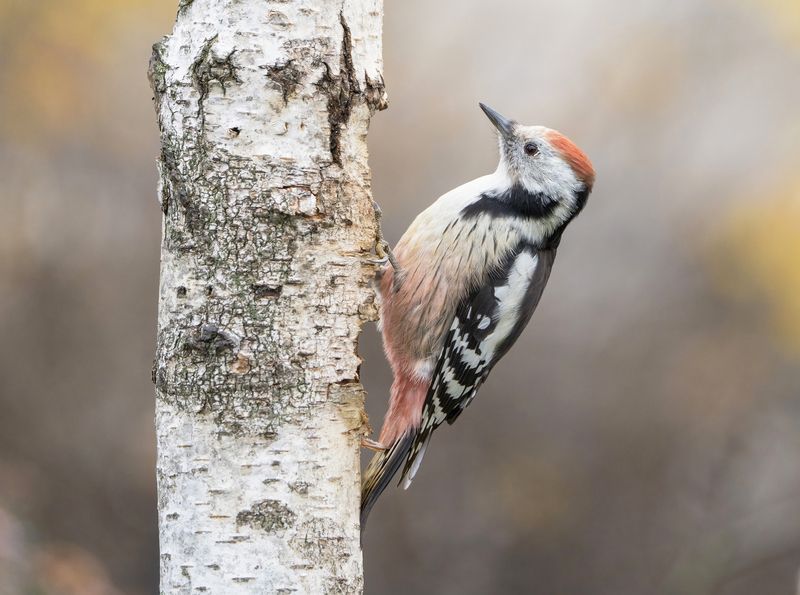 птицы,природа, осень Средний пёстрый дятел фото превью